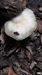 Crepidotus malachius