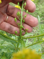 Rorippa barbareifolia