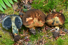 Gastroboletus