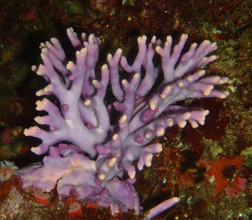 California hydrocoral