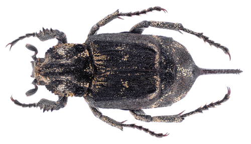 Smailapilvis Grambuoliukas nuotrauka