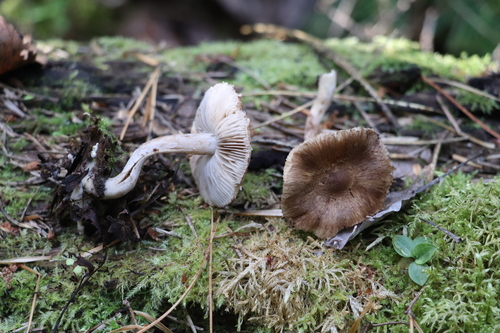 Representative image of Inocybe amethystina