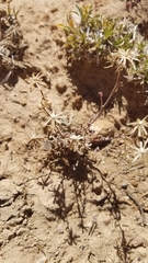 Cymopterus longipes