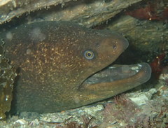 Gymnothorax mordax