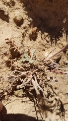 Cymopterus longipes