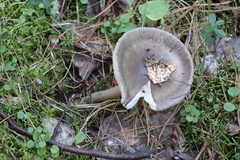 Amanita umbrinolutea