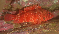 Rainbow Scorpionfish photo 2