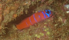 Lythrypnus dalli