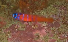 Lythrypnus dalli