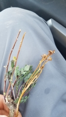 Packera streptanthifolia