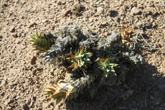 Astroloba rubriflora