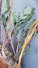 Packera streptanthifolia