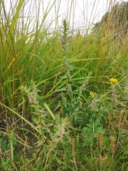 Odontites litoralis litoralis