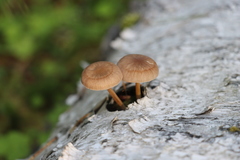 Pluteus plautus