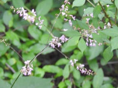 Hylodesmum