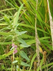 Odontites litoralis litoralis