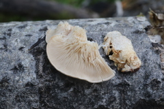 Lentinus pilososquamulosus