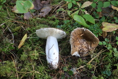 Russula consobrina