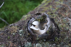 Lentinus pilososquamulosus