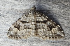 Xanthorhoe abrasaria