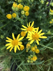 Senecio squalidus