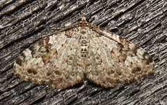Xanthorhoe iduata