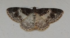 Hydrelia lucata