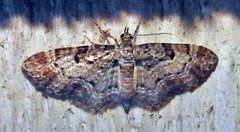 Eupithecia mutata