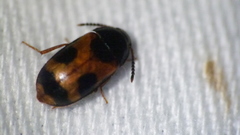Mycetophagus punctatus