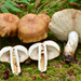 Almond-scented Russula - Photo (c) Christian Schwarz, some rights reserved (CC BY-NC), uploaded by Christian Schwarz