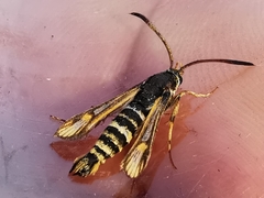 Bembecia uroceriformis