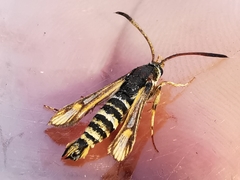 Bembecia uroceriformis