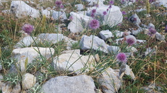 Allium palentinum
