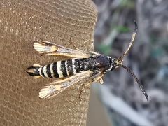 Bembecia uroceriformis