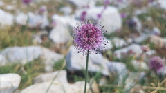 Allium palentinum