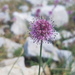 Allium palentinum - Photo (c) Pablo José González Provost,  זכויות יוצרים חלקיות (CC BY-NC), הועלה על ידי Pablo José González Provost