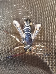 Bembecia uroceriformis