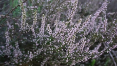 Erica paniculata