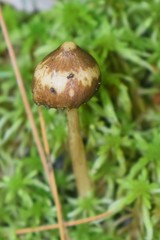 Pluteus chrysophaeus