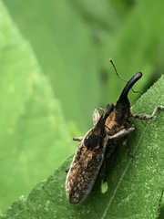 Lixus scrobicollis