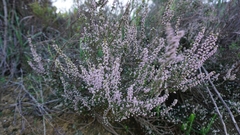 Erica paniculata