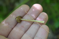 Pluteus chrysophaeus