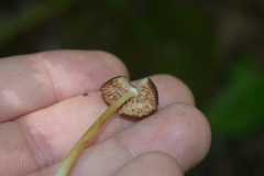 Pluteus chrysophaeus