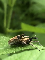 Lixus scrobicollis