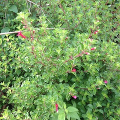 Fuchsia thymifolia