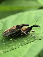 Lixus scrobicollis