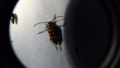 Typocerus