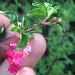 Fuchsia thymifolia