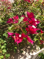 Bougainvillea