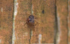 Megophthalmini